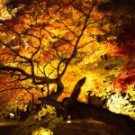紅葉を愛知県で見るならココ！ライトアップも綺麗なスポット3選